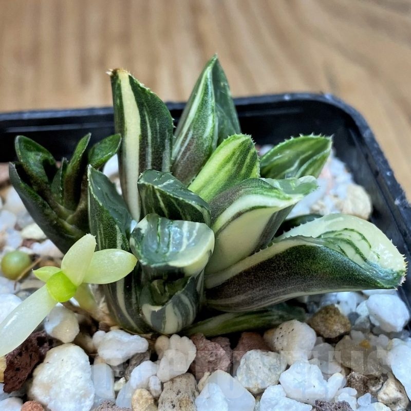 SH23101 Haworthia retusa f. variegata