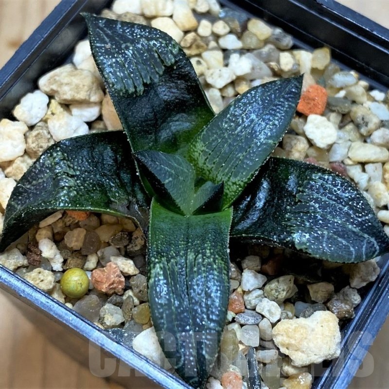 SH23102 Haworthia marxii hybrid