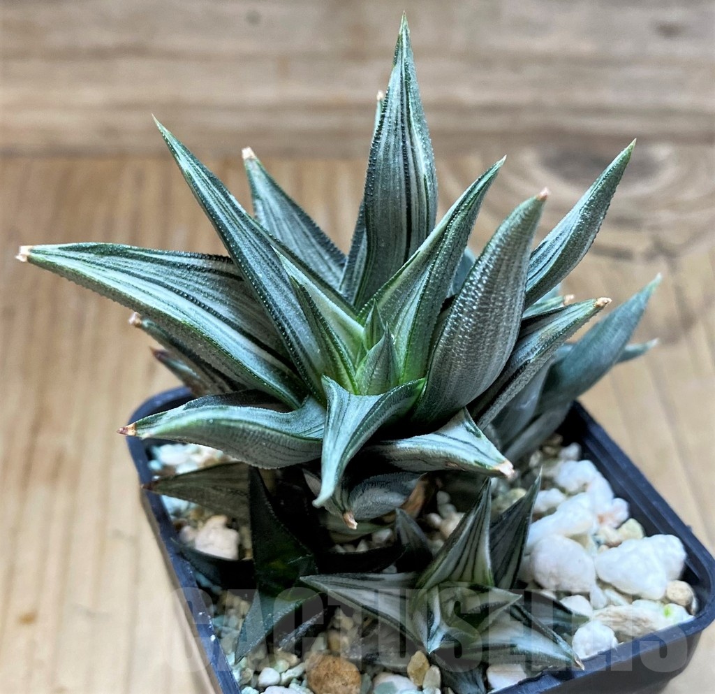 SH23103 Haworthia tortuosa f. variegata