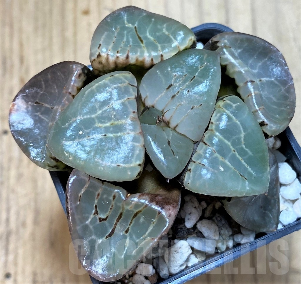 SH23049 Haworthia comptoniana hybrid