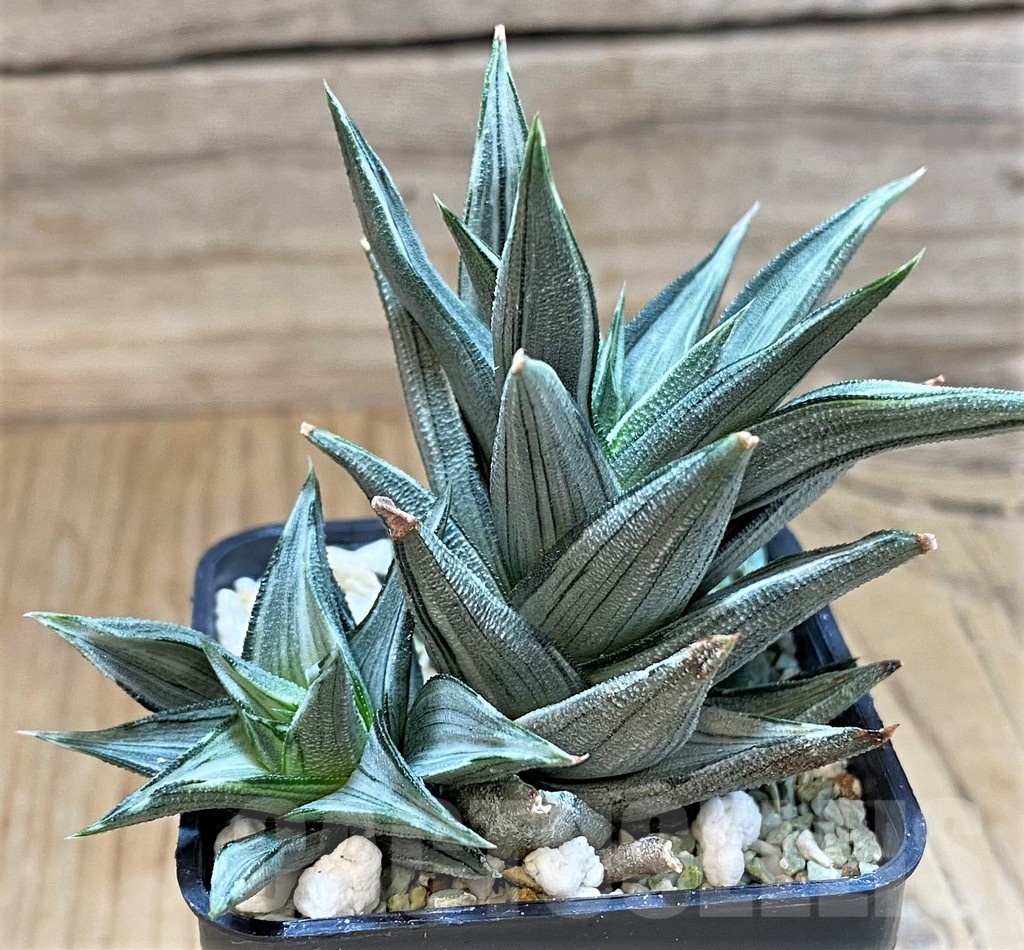 SH23103 Haworthia tortuosa f. variegata - Image 2