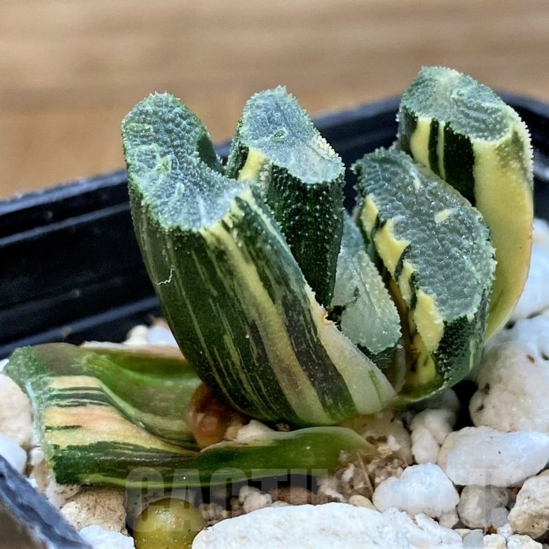 SH23104 Haworthia truncata f. variegata
