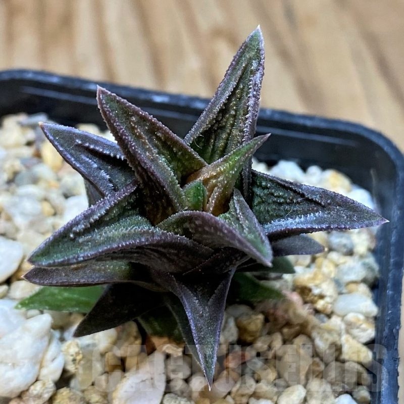 SH23105 Haworthia nigra x pygmaea