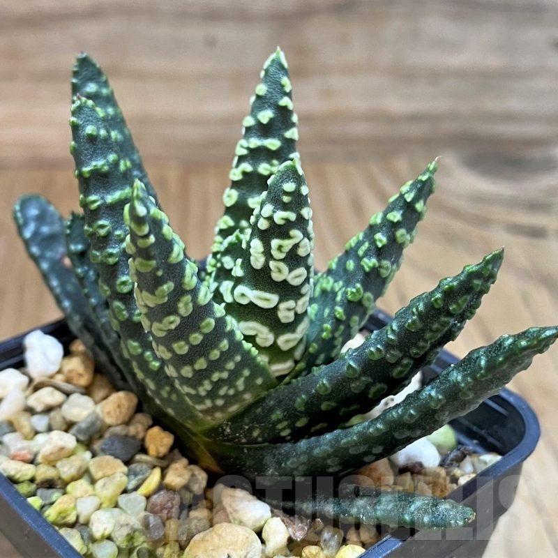 SH23106 Haworthia pumila 'Donut', seedling