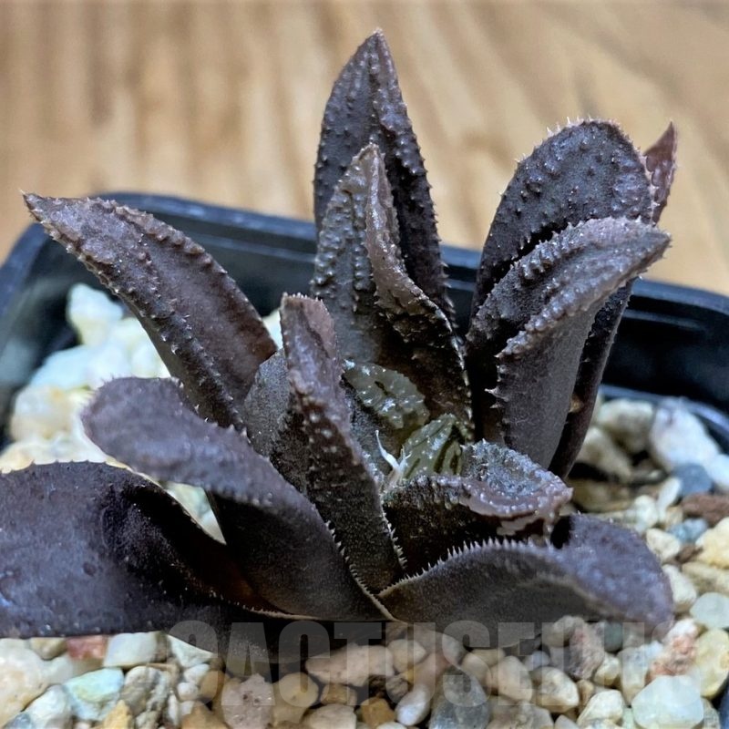 SH23107 Haworthia ‘Oniyome’