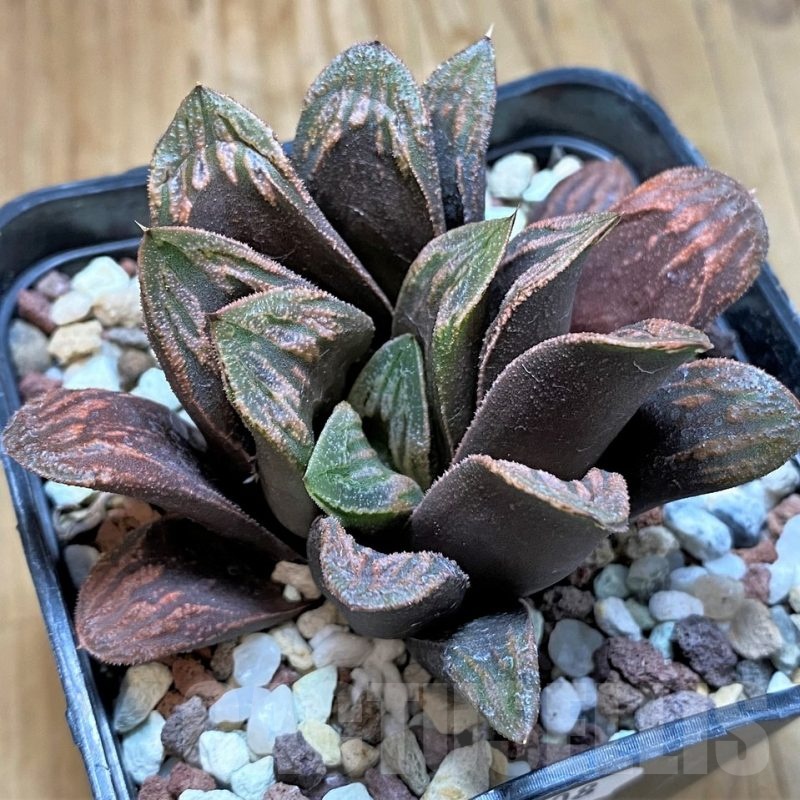 SH23108 Haworthia truncata x magnifica v. splendens