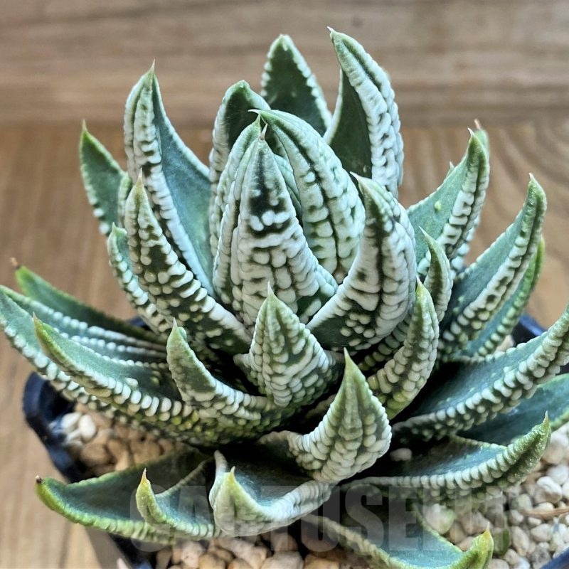 SH23109 Haworthia pumila 'Emperor'