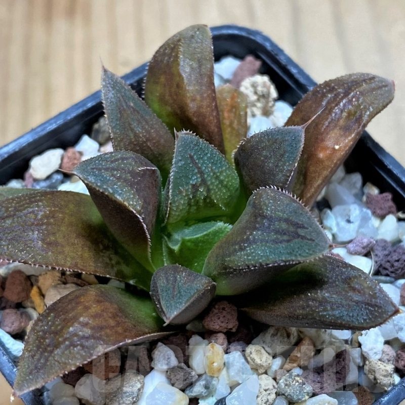 SH23050 Haworthia retusa 'Chocolate'