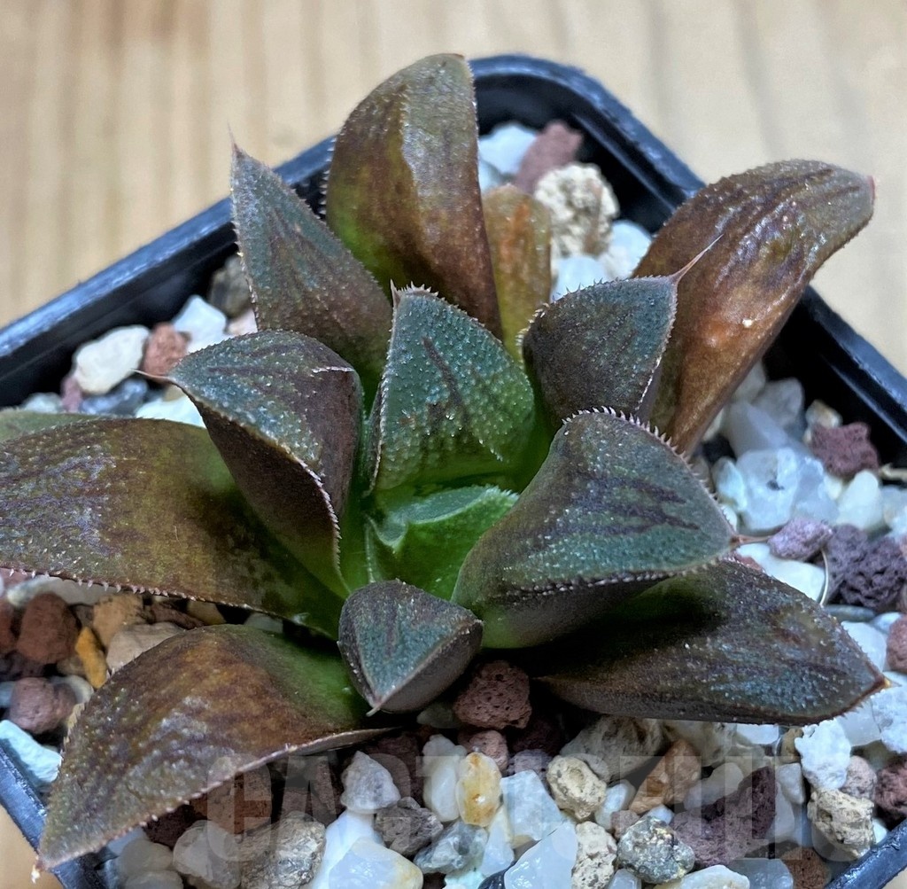 SH23050 Haworthia retusa 'Chocolate'
