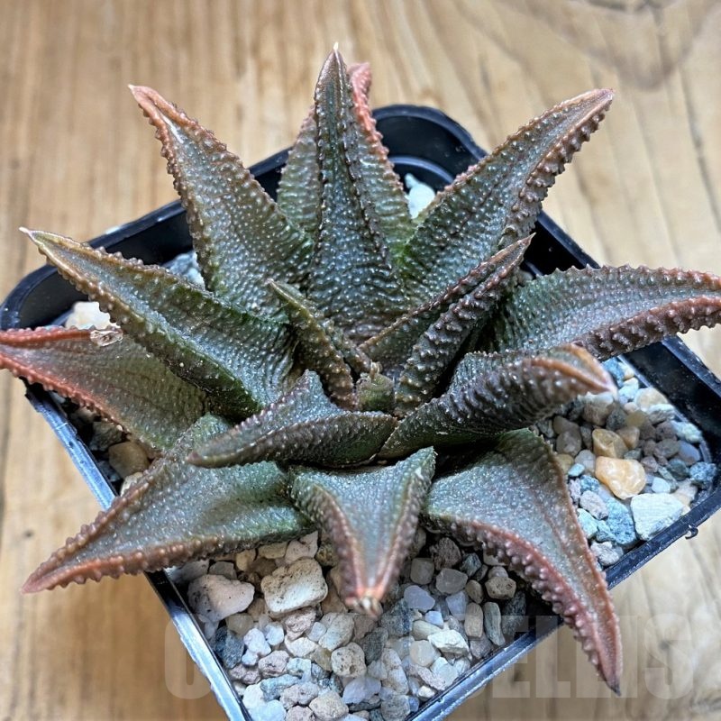 SH23110 Haworthia koelmaniorum