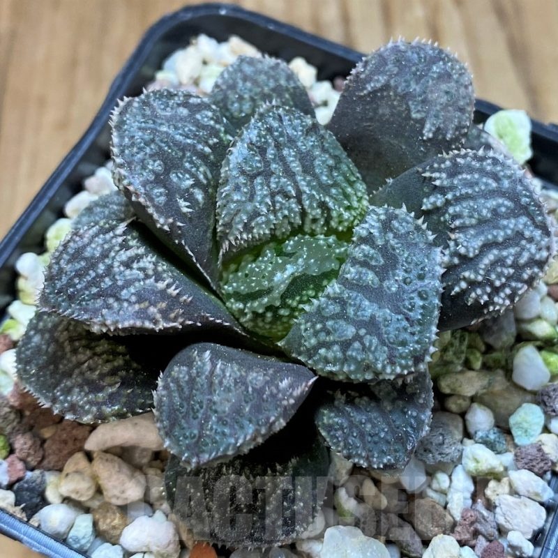 SH23111 Haworthia 'Mordor'