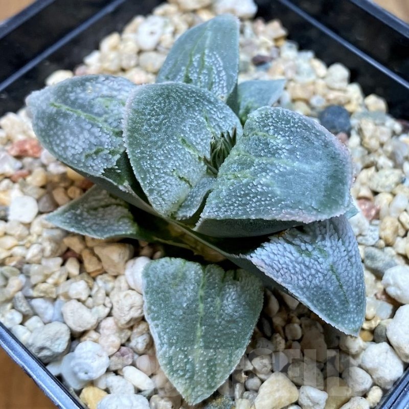 SH23112 Haworthia pygmaea ‘Silver Railway’
