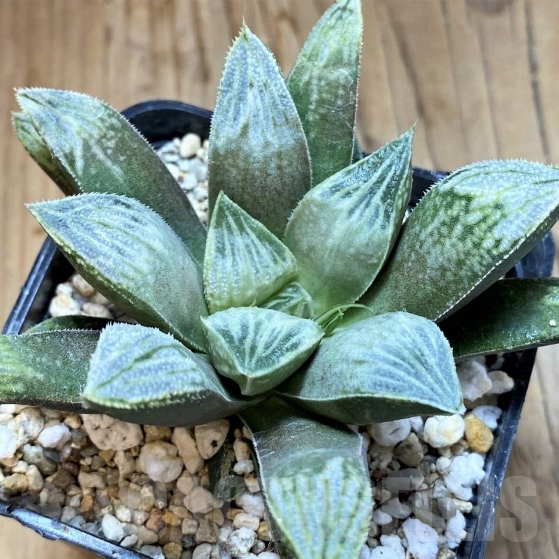SH23113 Haworthia 'Ginsekai' hybrid