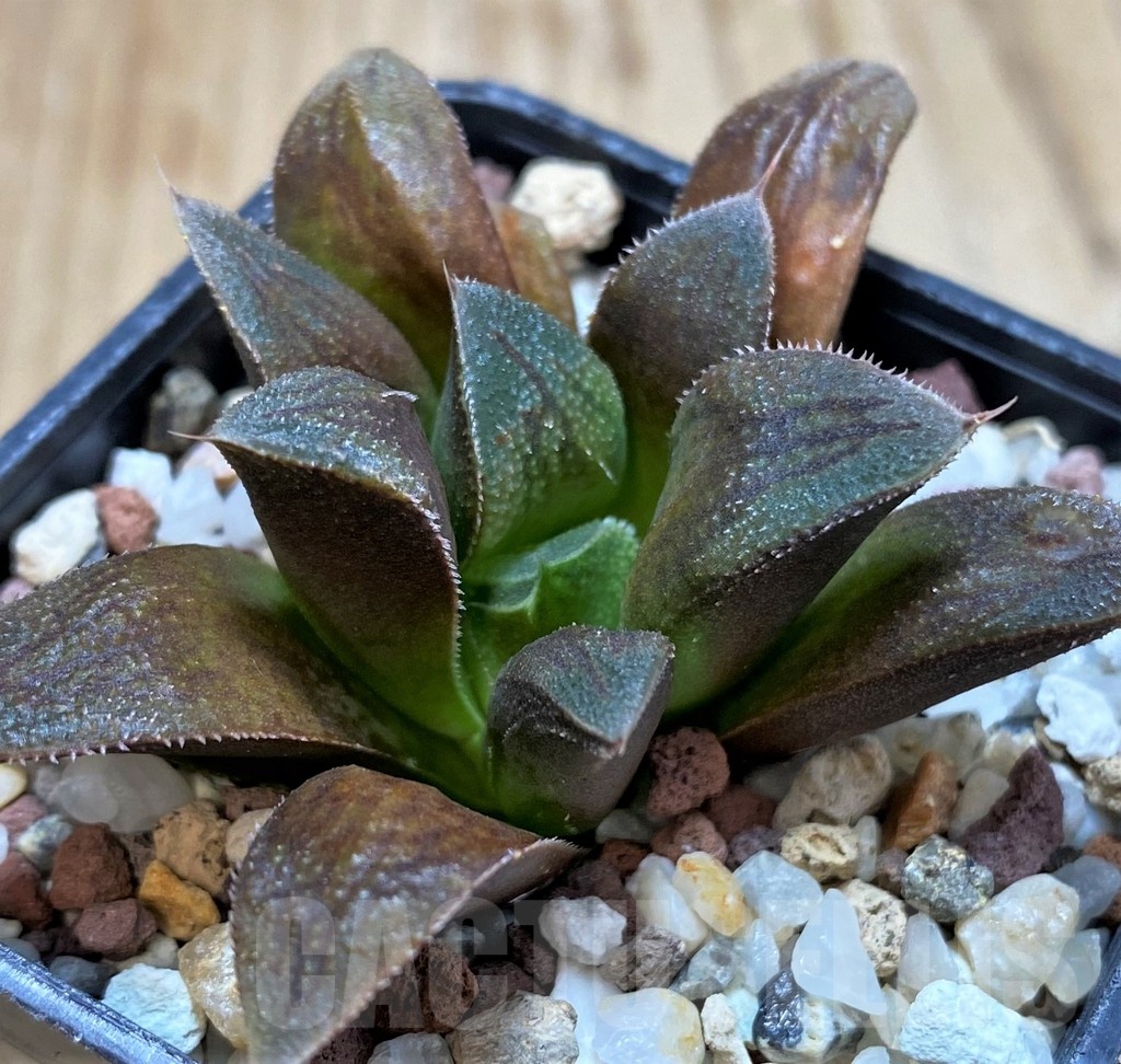 SH23050 Haworthia retusa 'Chocolate' - Image 2