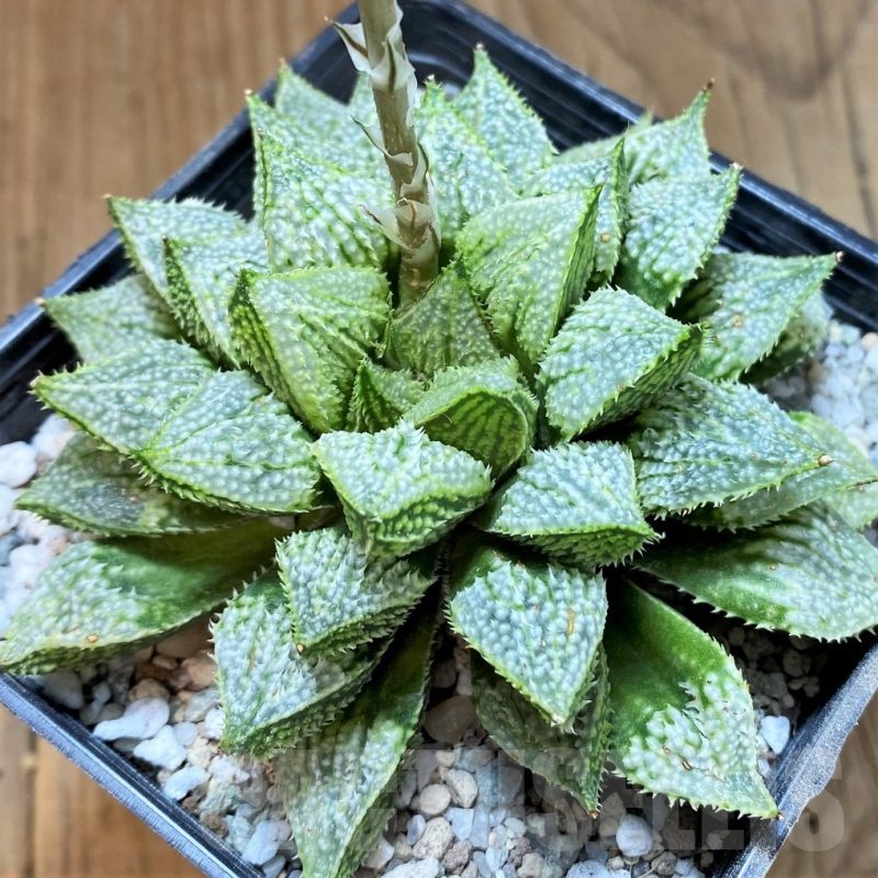SH23064 Haworthia emelyae v. major x 'Green Woodii'