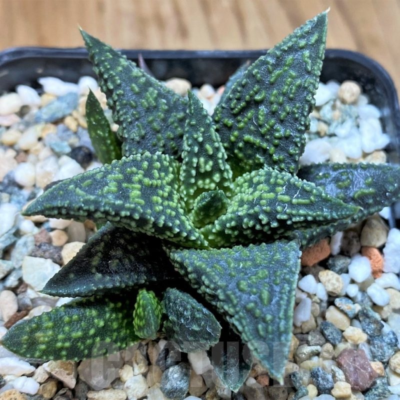 SH23059 Haworthia 'Kintaikyo' x pumila 'Donut'