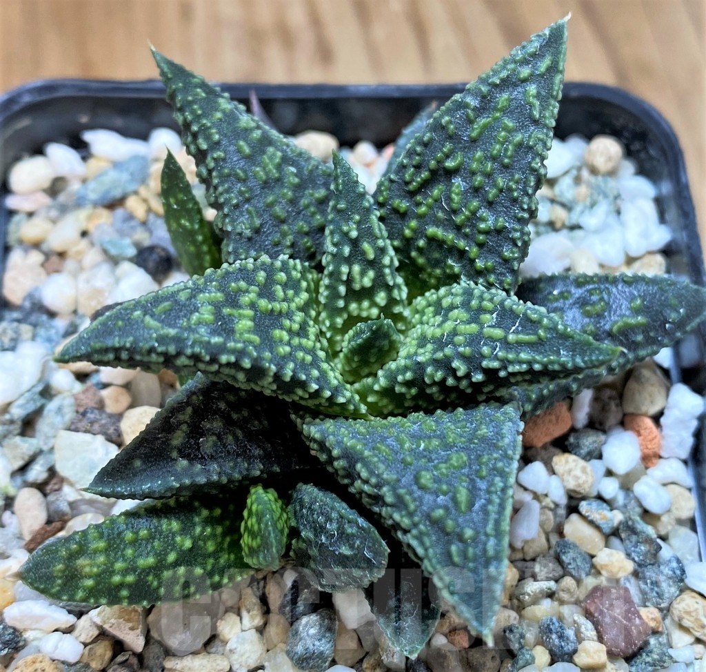 SH23059 Haworthia 'Kintaikyo' x pumila 'Donut'