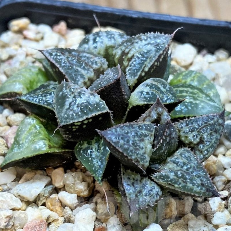SH23051 Haworthia 'Yuki Keshiki'