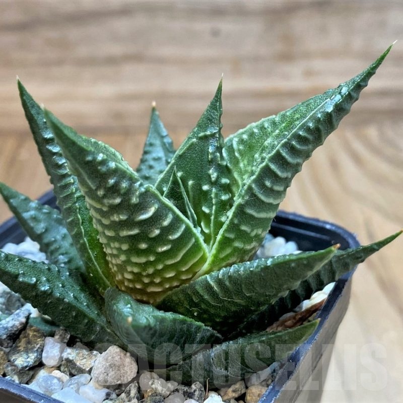 SH23052 Haworthia limifolia x fasciata