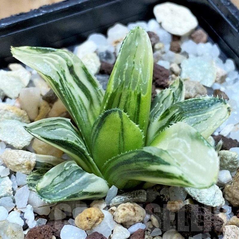 SH23044 Haworthia retusa f. variegata