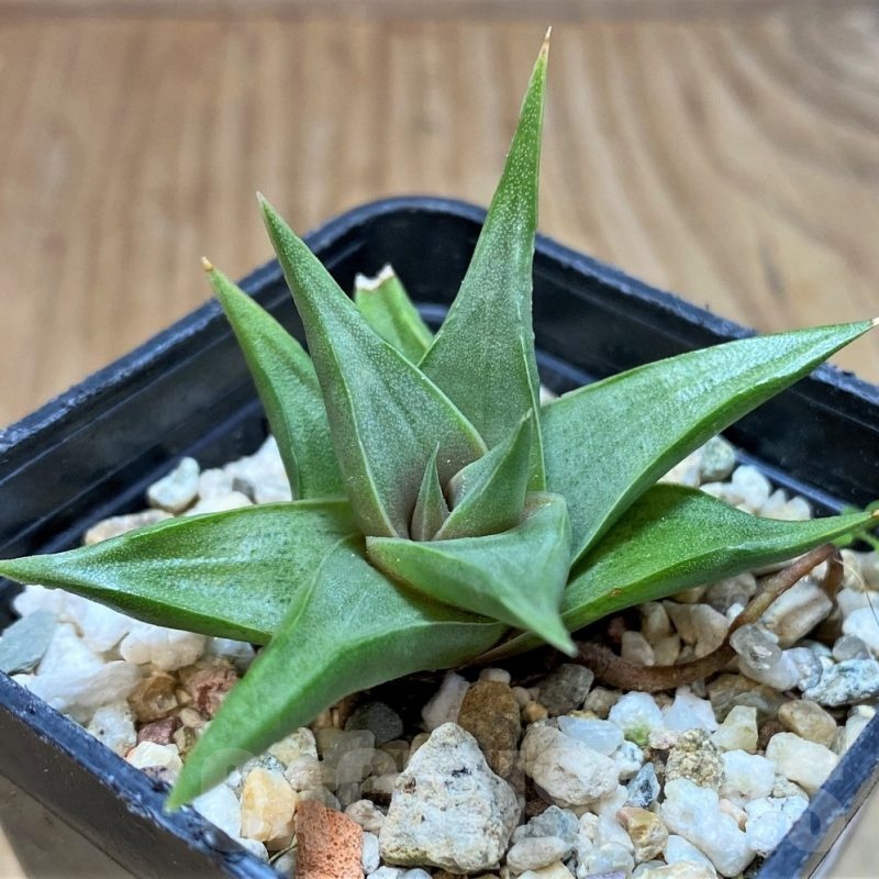 SH23053 Haworthia limifolia