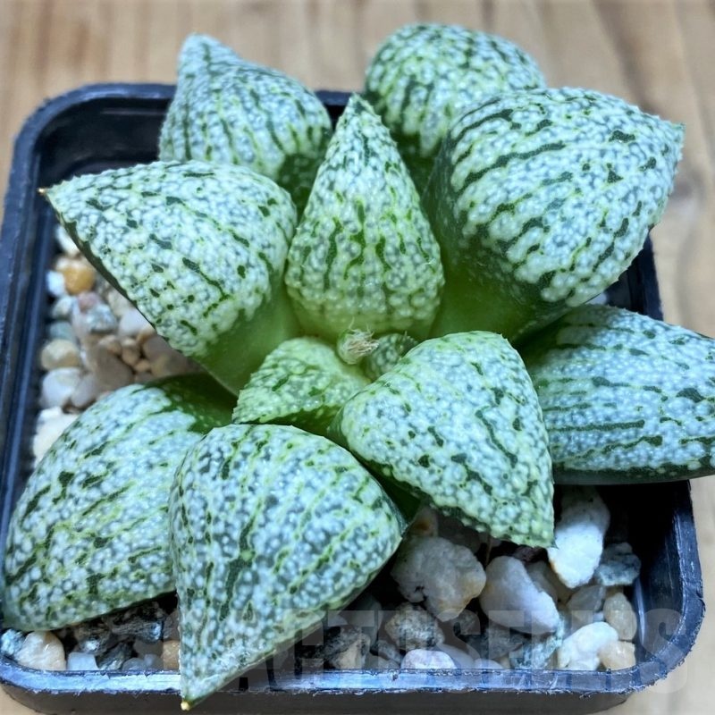 SH23054 Haworthia picta ‘White Magic’