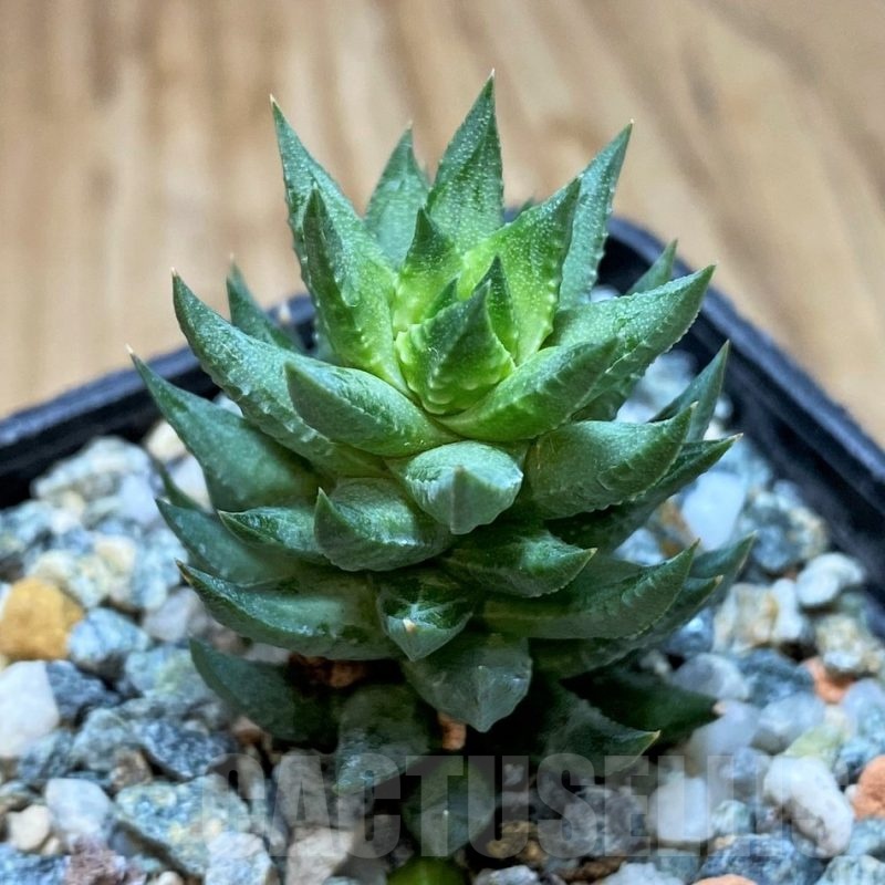 SH23055 Haworthia glauca