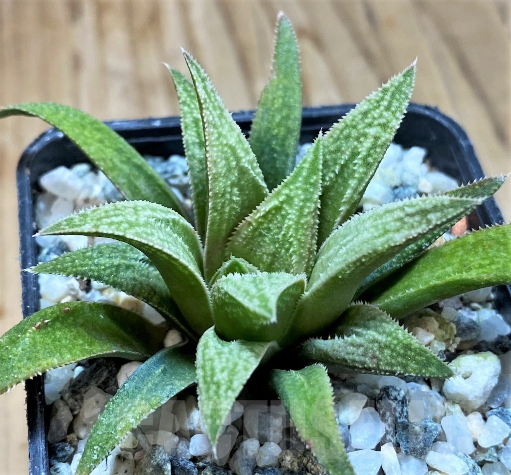 SH23056 Haworthia 'Metallica' x parksiana - immagine 2