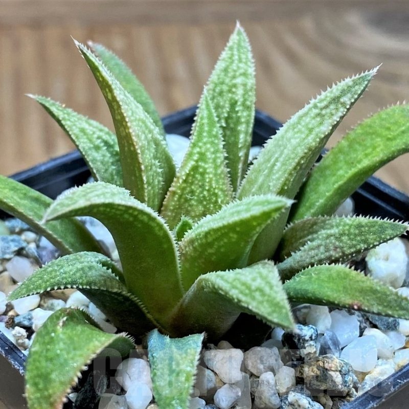 SH23056 Haworthia 'Metallica' x parksiana