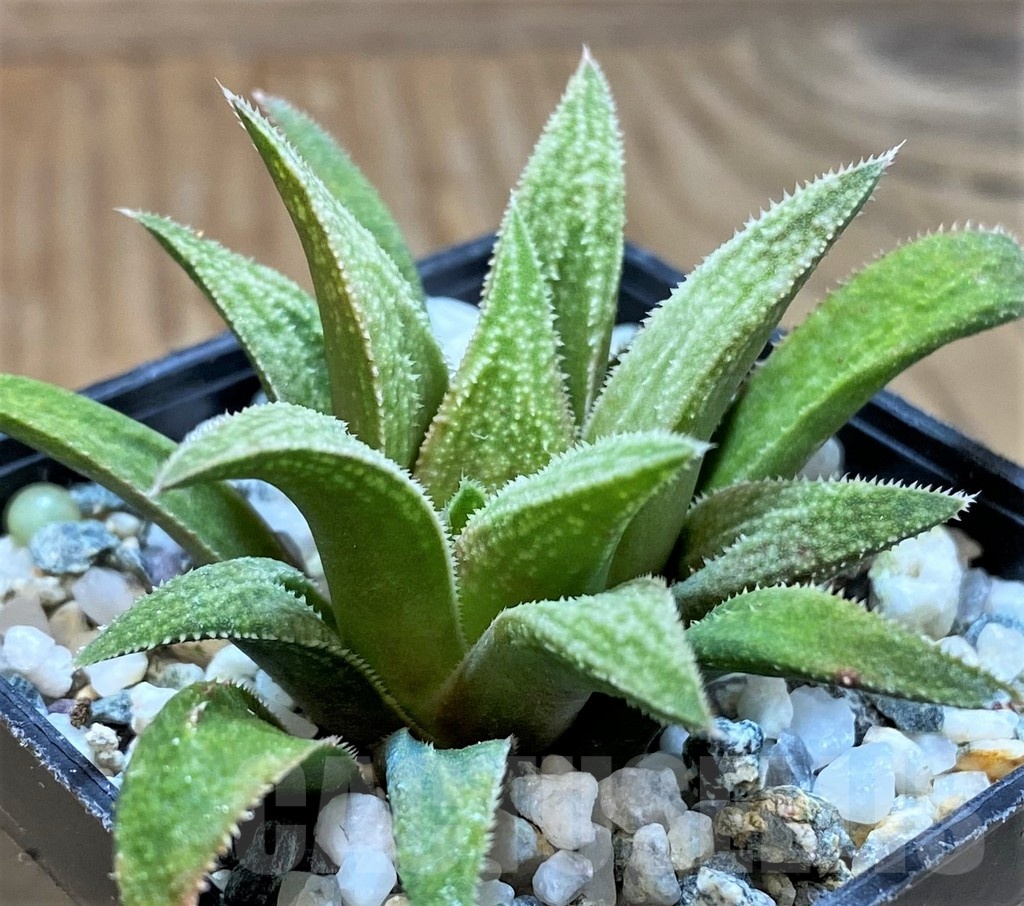 SH23056 Haworthia 'Metallica' x parksiana