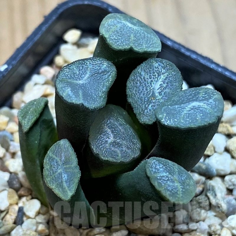 SH23057 Haworthia maughanii