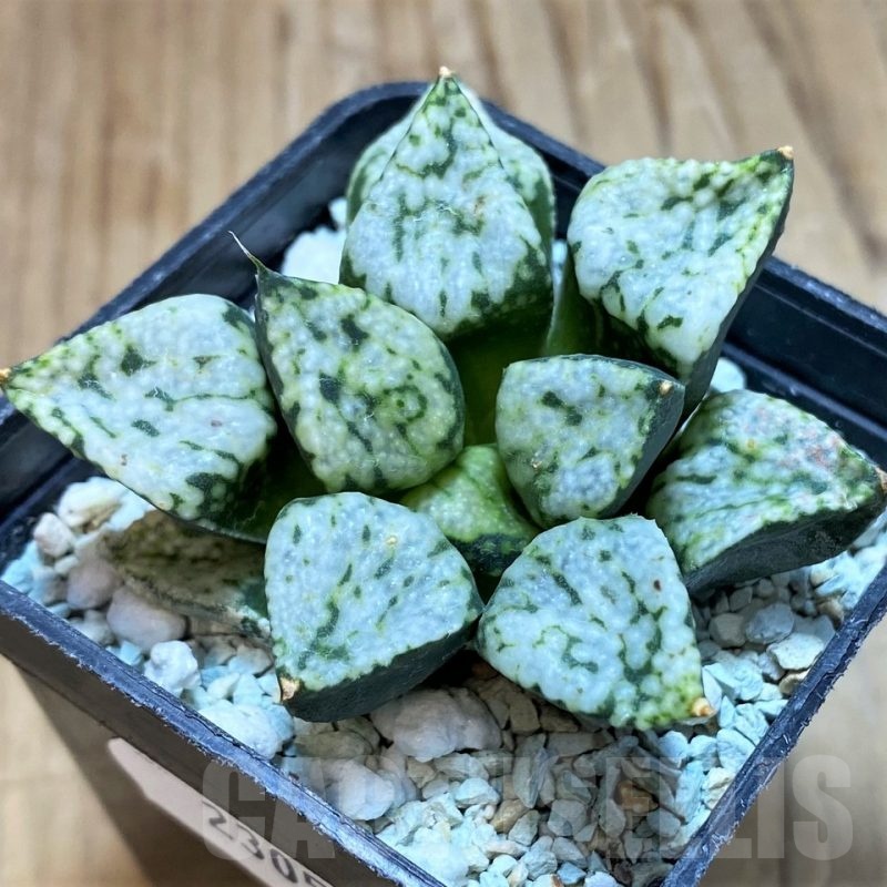 SH23058 Haworthia picta ‘Pandora’