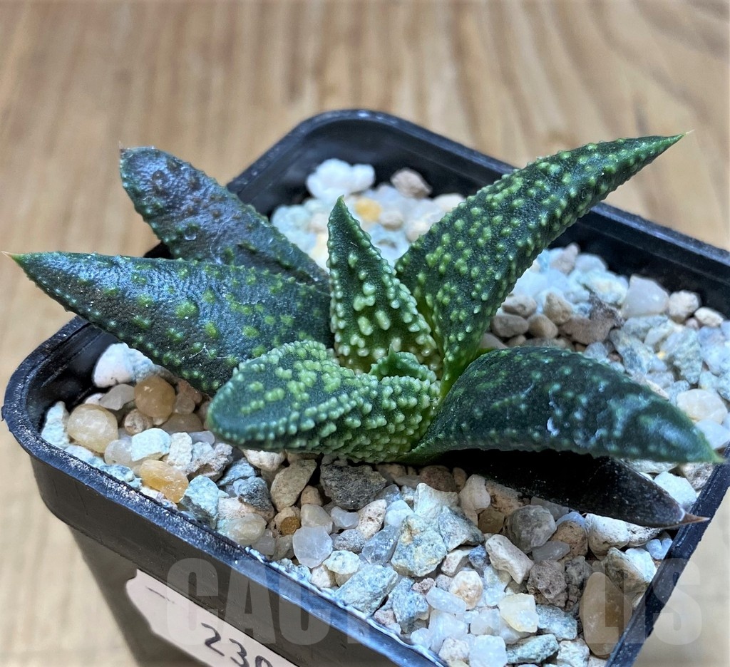 SH23059 Haworthia 'Kintaikyo' x pumila 'Donut' - immagine 3