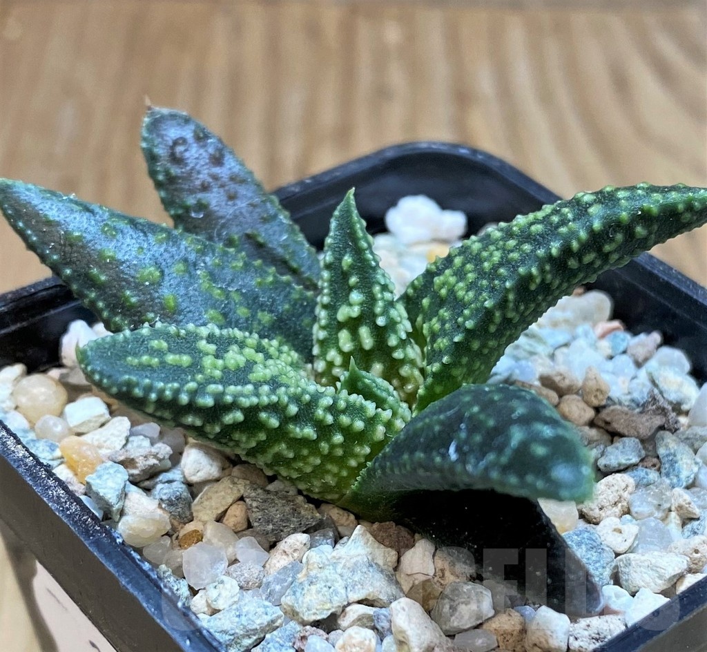 SH23059 Haworthia 'Kintaikyo' x pumila 'Donut' - immagine 2