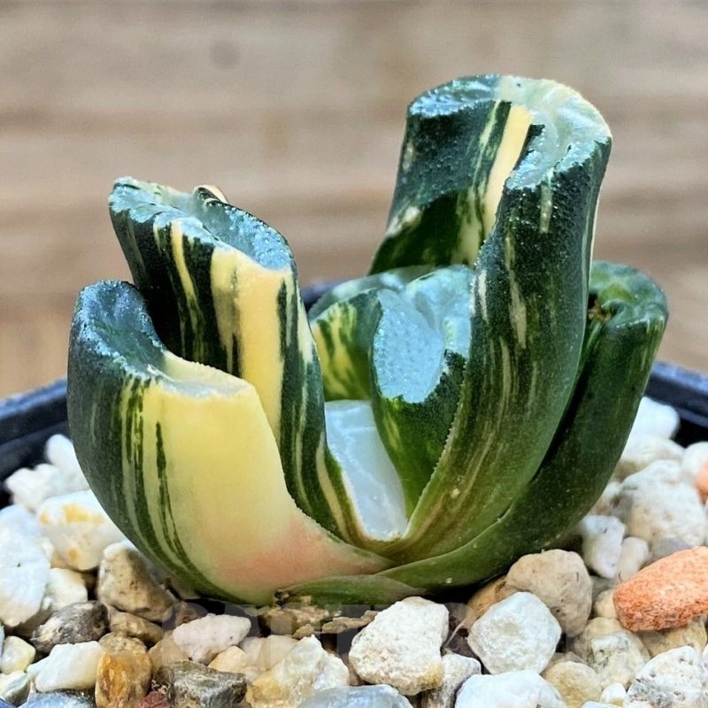 SH23061 Haworthia truncata f. variegata