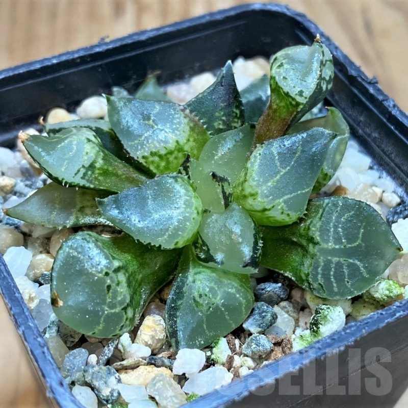 SH23065 Haworthia comptonina mutant