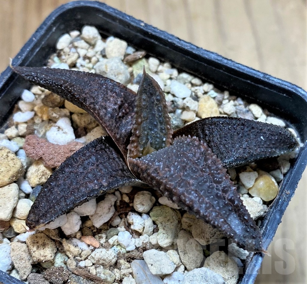 SH23066 Haworthia koelmaniorum, seedling - Image 2