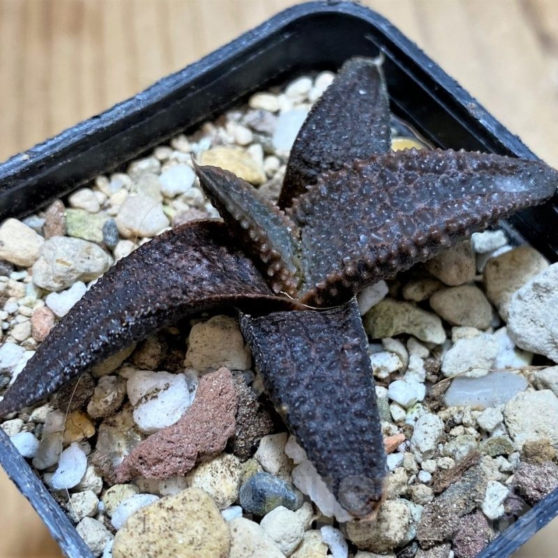 SH23066 Haworthia koelmaniorum, seedling