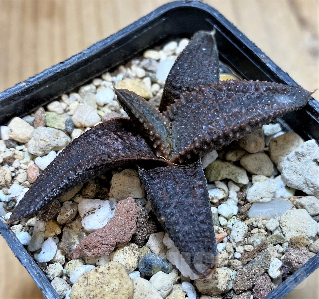 SH23066 Haworthia koelmaniorum, seedling