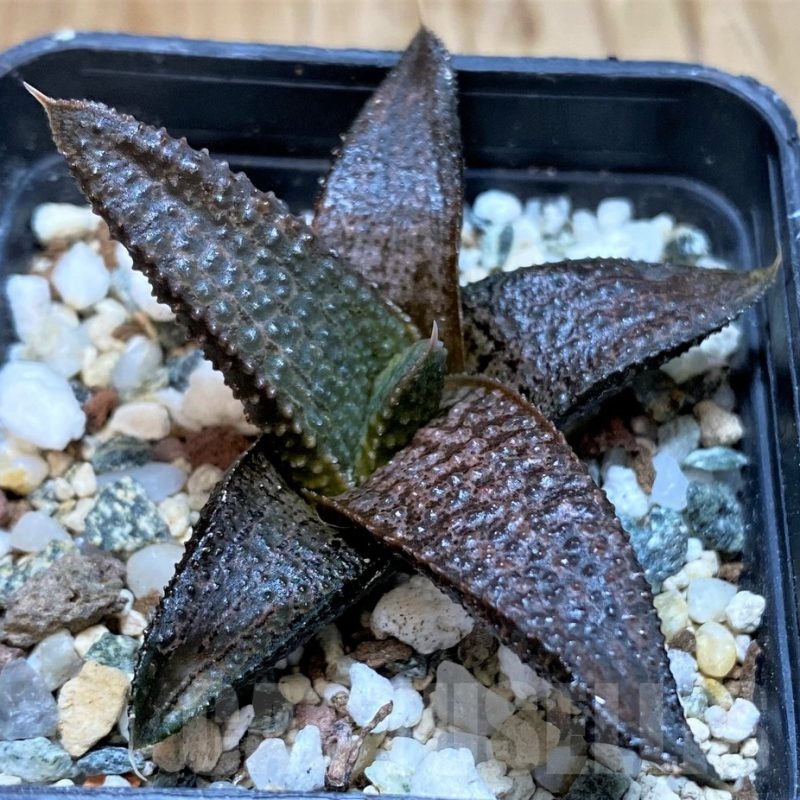 SH23067 Haworthia koelmaniorum, seedling