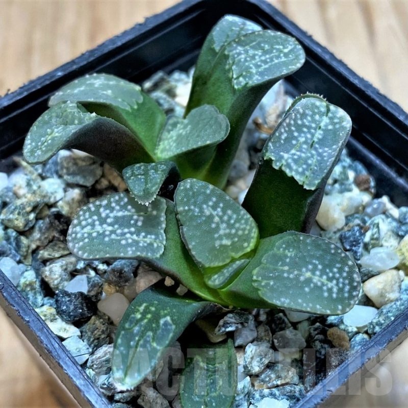 SH23046 Haworthia groenewaldii, 2 plants