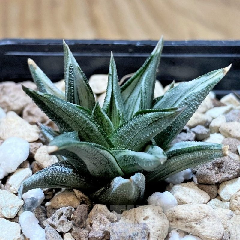 SH23070 Haworthia tortuosa f. variegata
