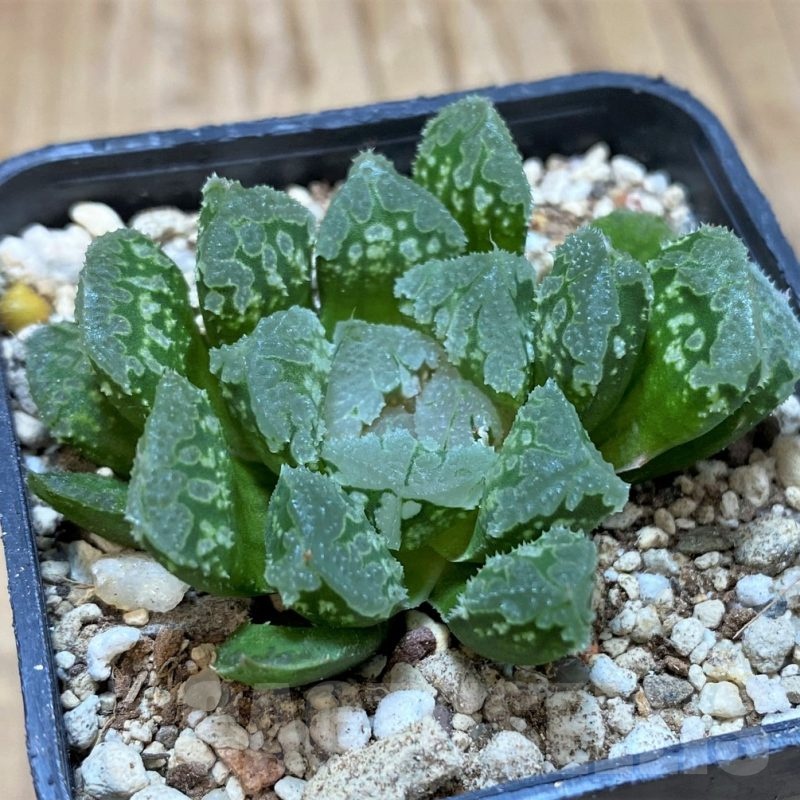 SH23071 Haworthia 'Gorbi' hybrid F2