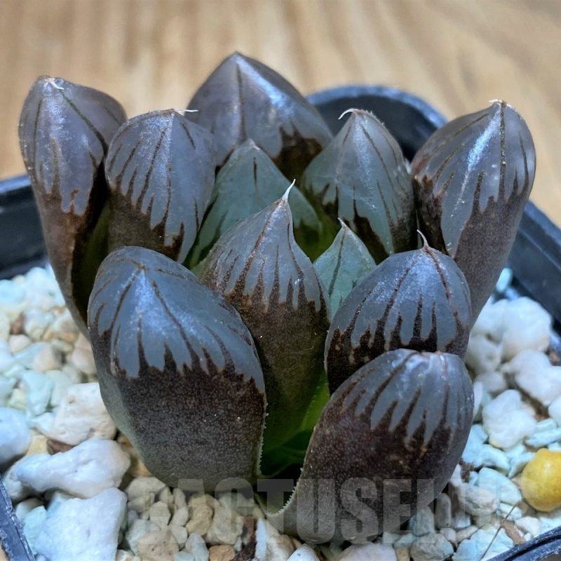 SH23072 Haworthia obtusa 'Black' hybrid