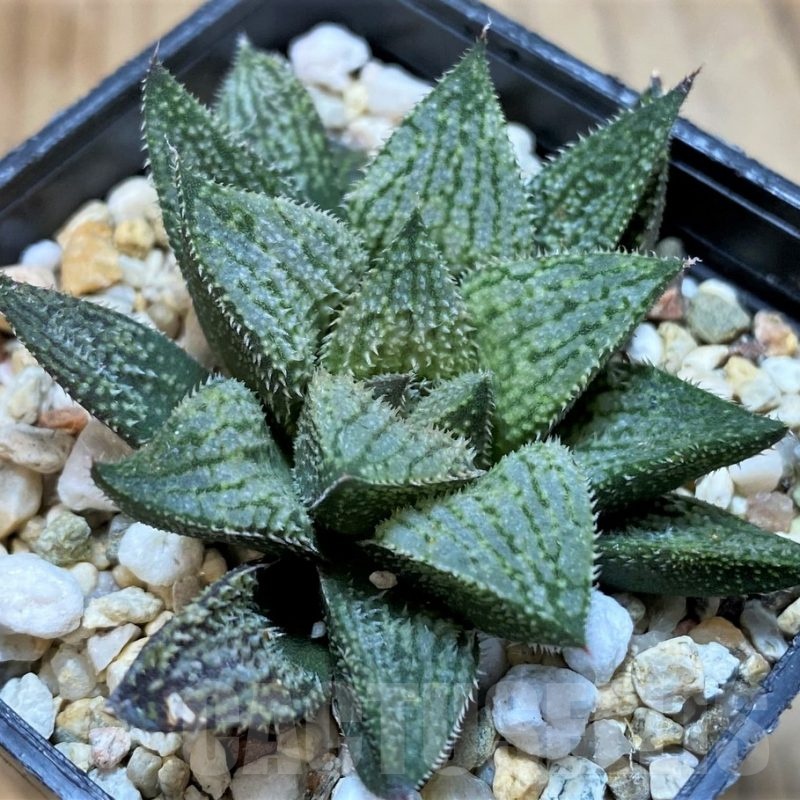 SH23073 Haworthia splendens hybrid
