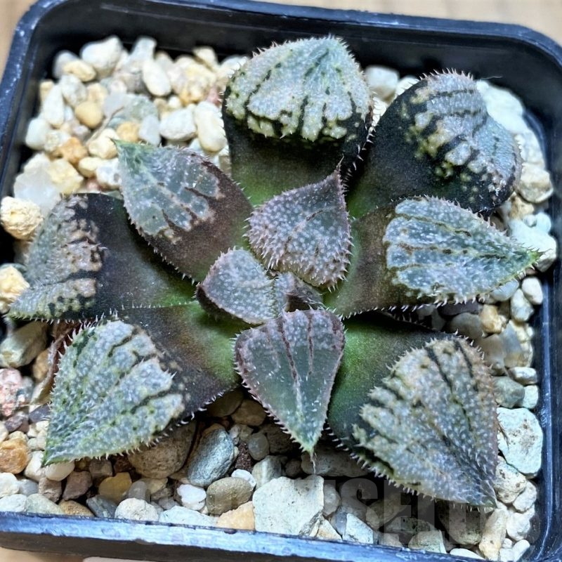 SH23074 Haworthia splendens 'Nautilus'