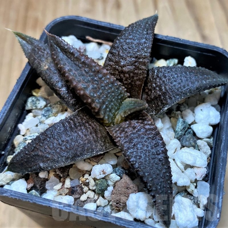 SH23076 Haworthia koelmaniorum, seedling