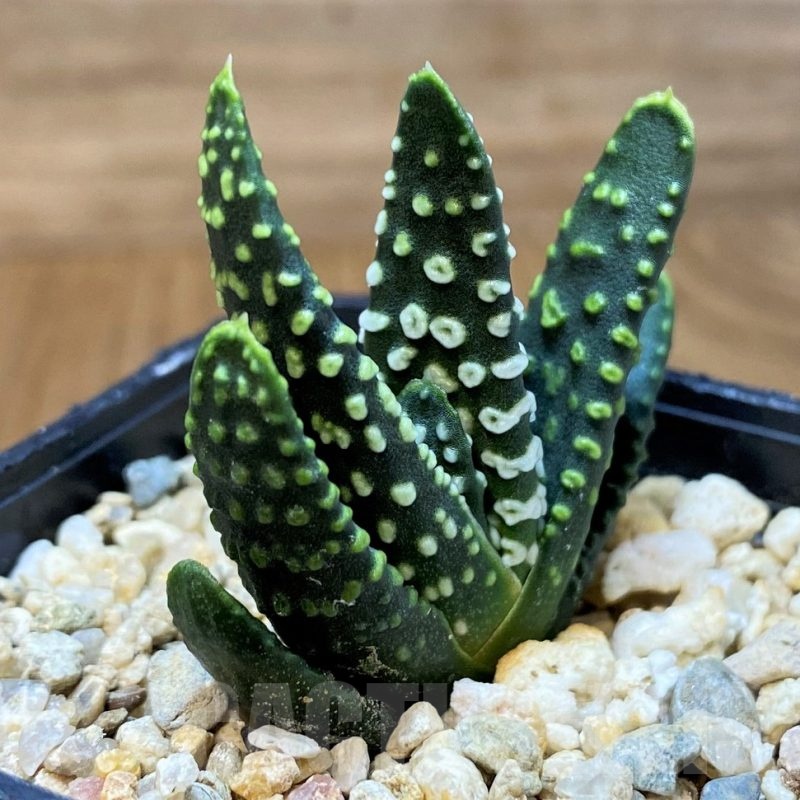 SH23154 Haworthia pumila 'Donut'