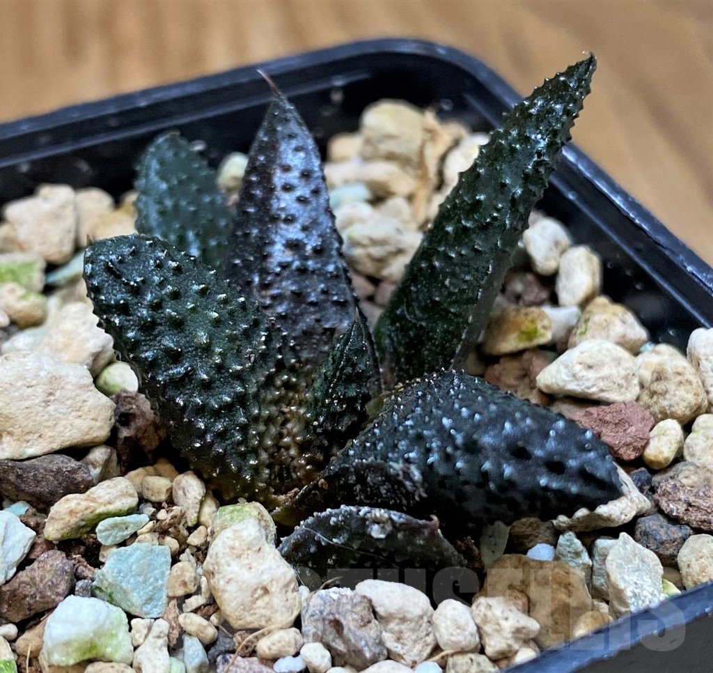 SH23155 Haworthia koelmaniorum x scabra - Image 2