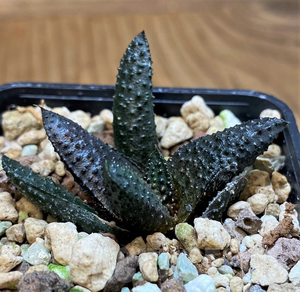 SH23155 Haworthia koelmaniorum x scabra